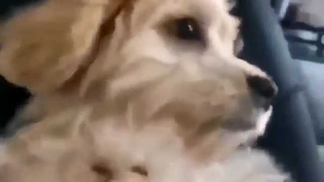 a dog woke up shocked by his mistress