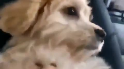 a dog woke up shocked by his mistress