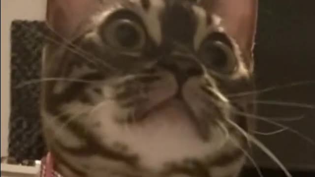 Cats Cute Look