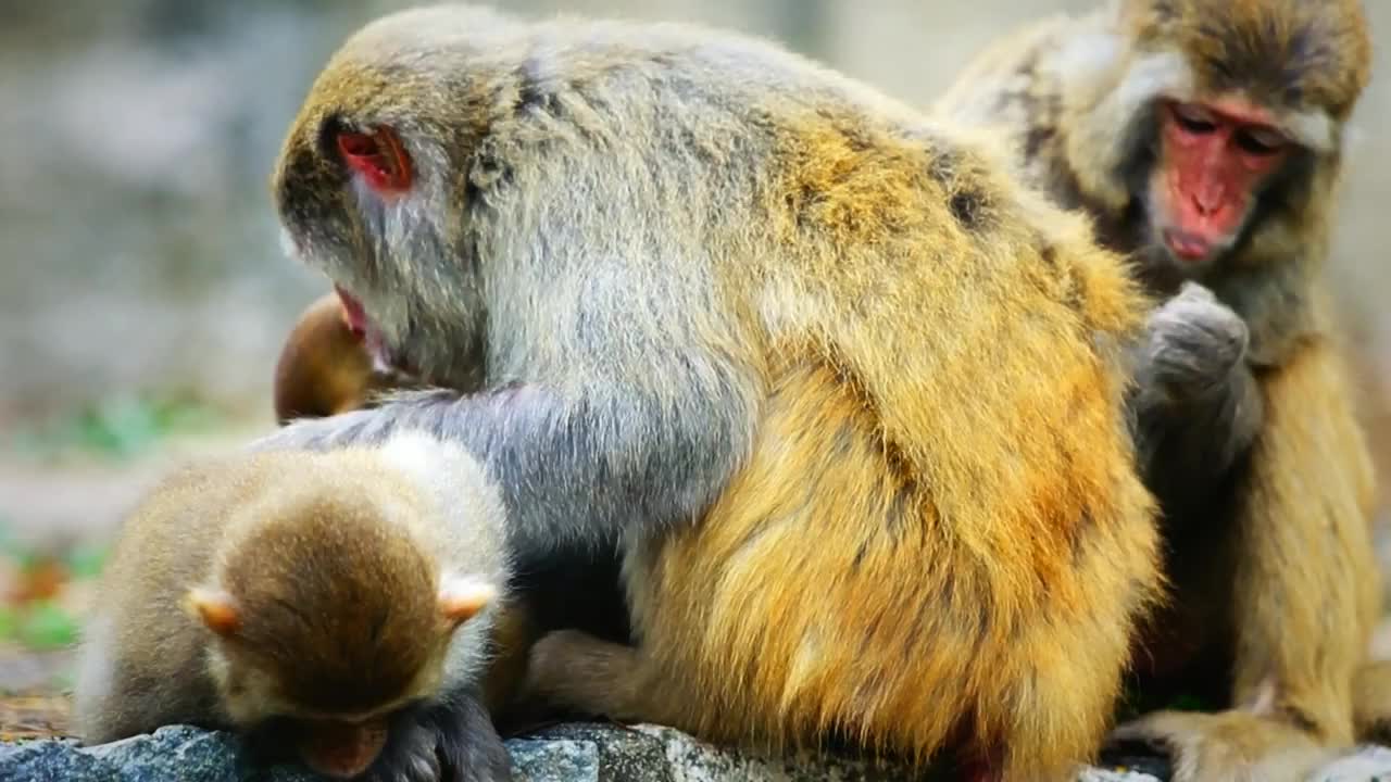 Monkey Hill in Hong Kong