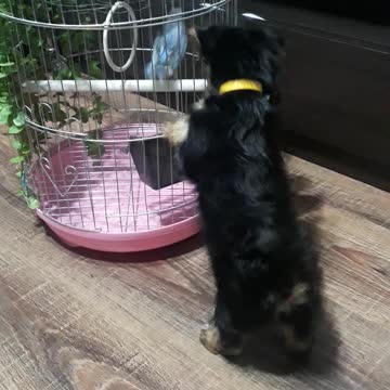 Mia wants to make friends with Parrot