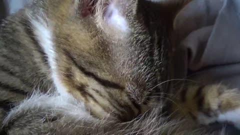 The Bath of the Cat