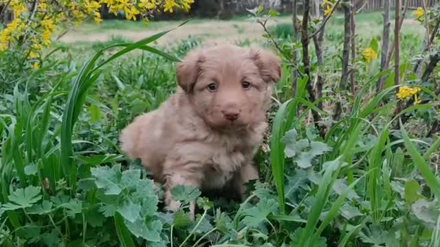 Baby Dogs| Cute and adrobale Dogs Video| Cute Puppy