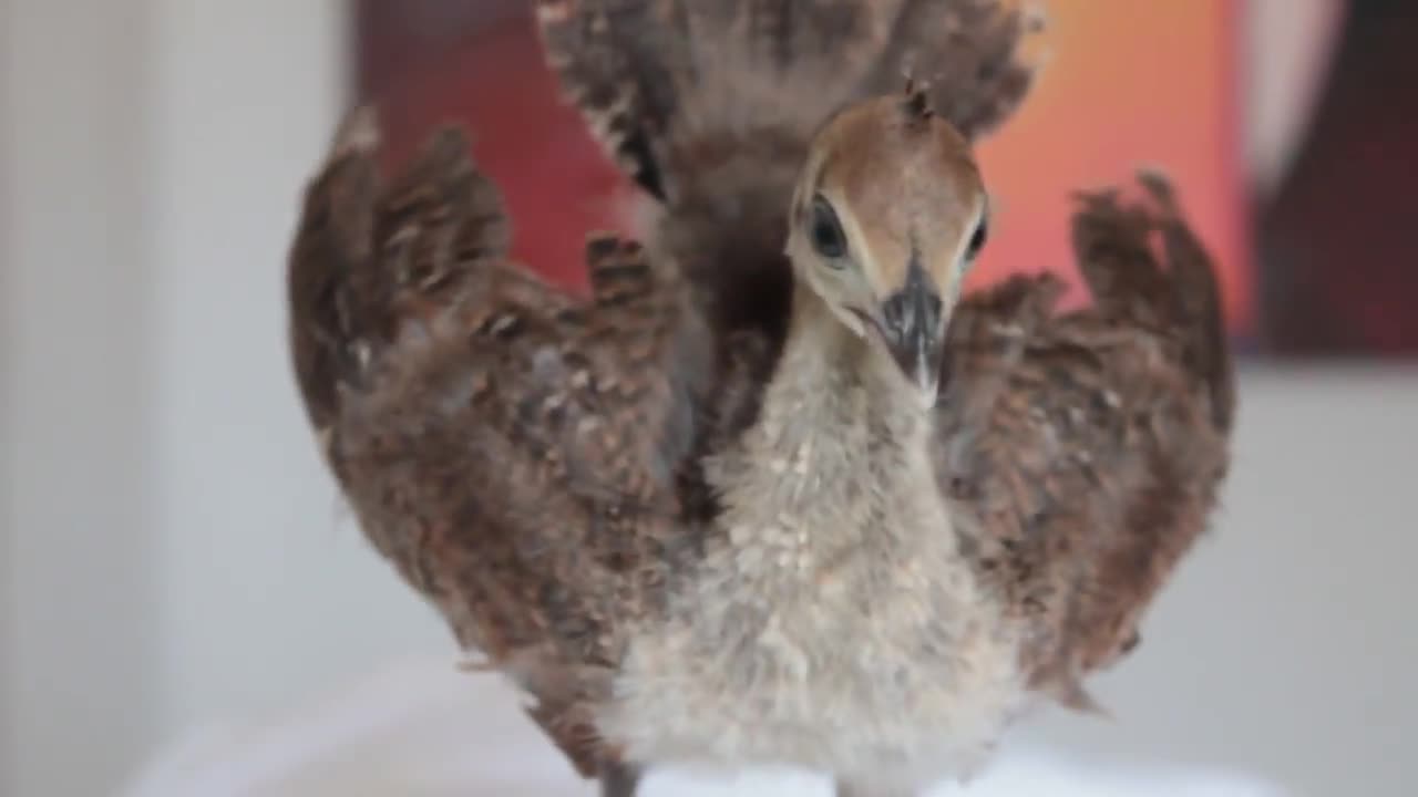 Baby peacock thinks his all grown up