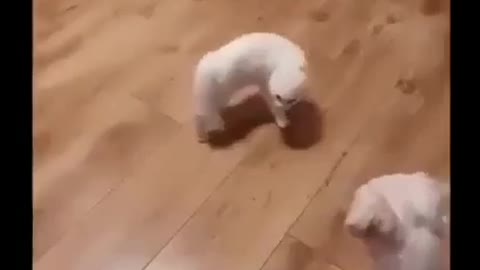 This is the best Tango of a cat and a dog)