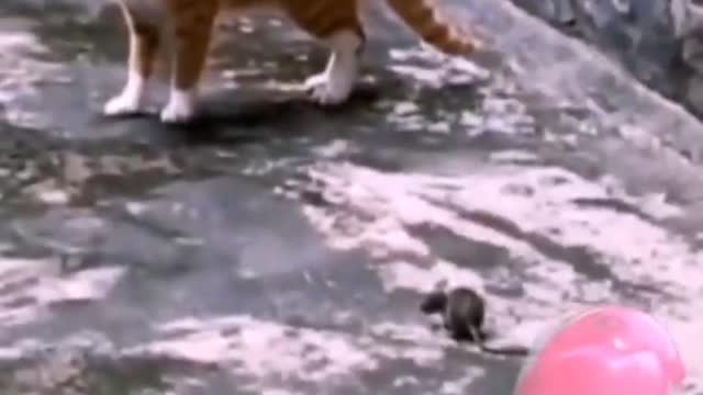 When the mouse meets the cat. The plot is reversed.