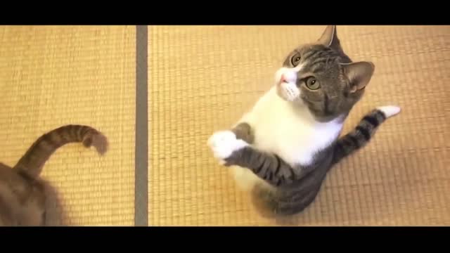 Funny cats getting some fun