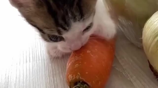 kitten vegetarian