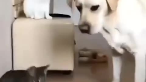 Animal funny video 😅.