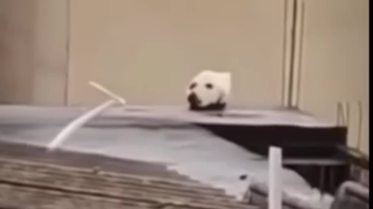 Funny compilation video
