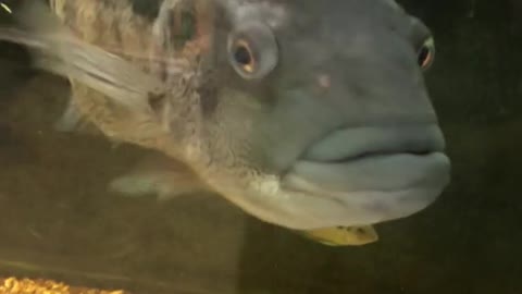 attached fish