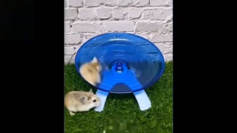 Cute animals..funny video.