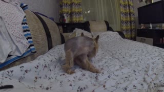 Dogs saw the camera for the first time