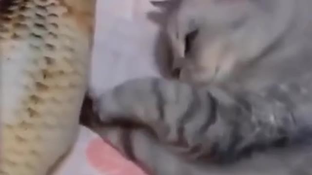 Cats smelling food they like - Funny Animal Reaction