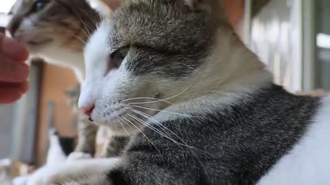 Kitten Playing With Mother-9