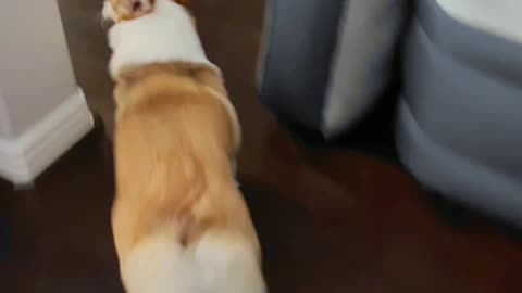 We need to teach baby boy some manners! 🐶😅