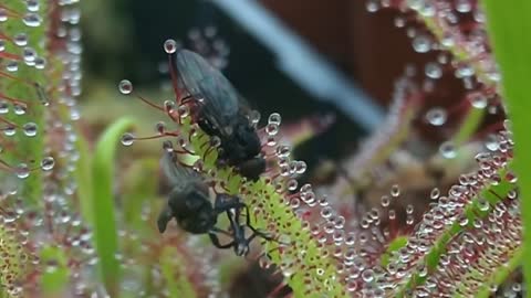 Ingenious ways to kill plants by catching flies with their claws