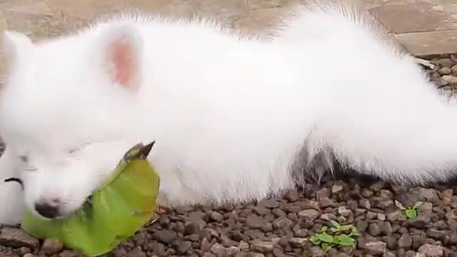 Cute Indian Spitz puppy