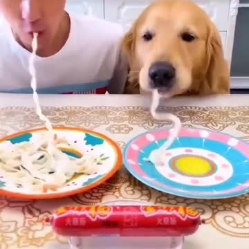 #shorts funny video dog