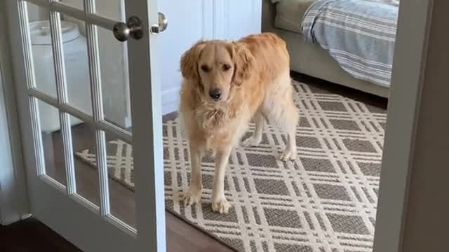 Opening the Door for the Dog