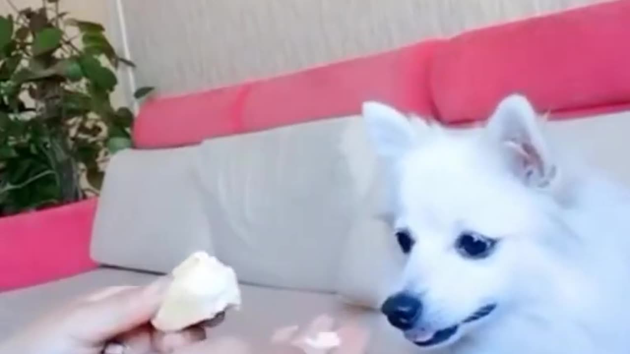 Cute dog