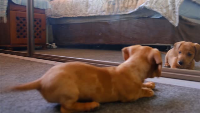 Funny puppy vs mirror!