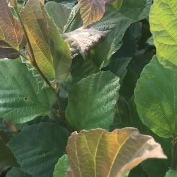 Witch Hazels available at Highland Hill Farm near Doylestown