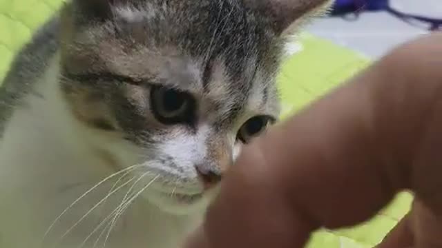 a biting cat luckypunch