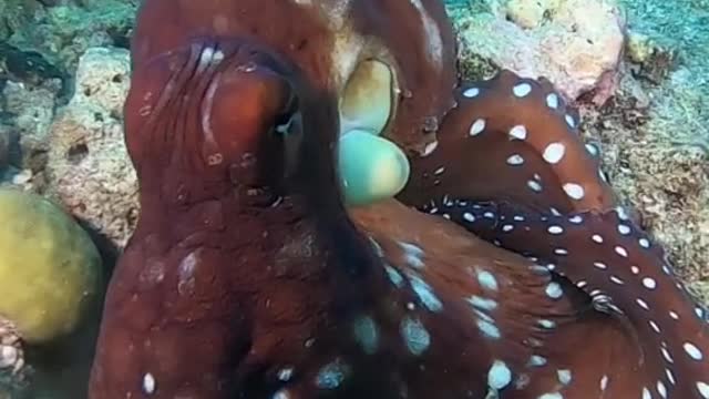 Octopus changing colour!!!!