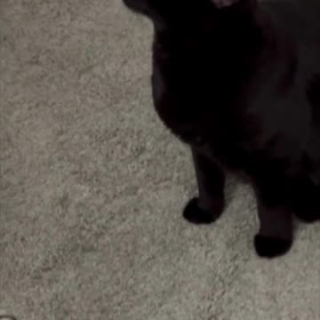 Adopting a Cat from a Shelter Vlog - Cute Precious Piper Trains for the High Jump #shorts