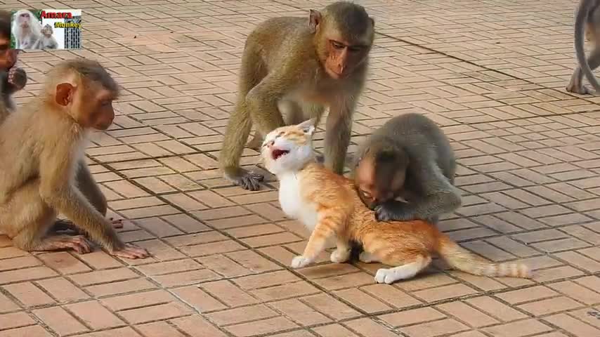 Monky and cat playing