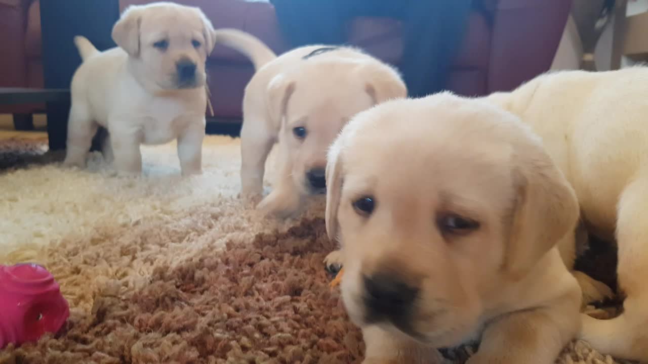 Labrador Puppy New Home