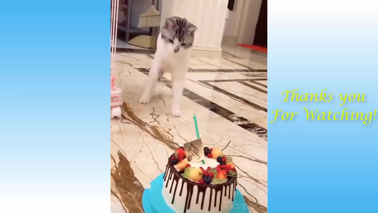 Funny Animals With Funny Gestures 2021