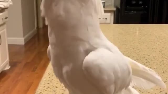 Dancing cockatoo