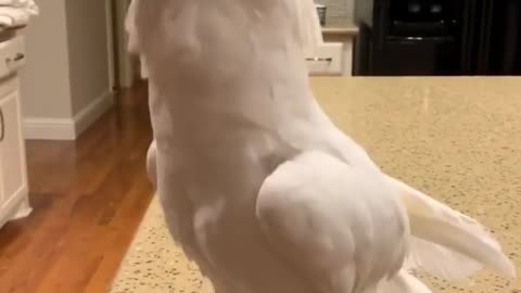 Dancing cockatoo