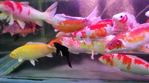 Lake glass koi fish