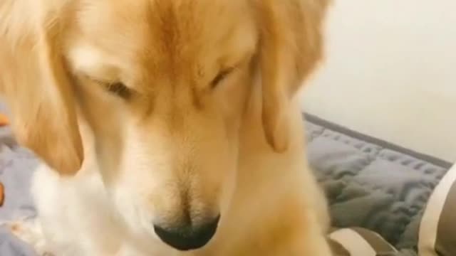 Puppy basic education