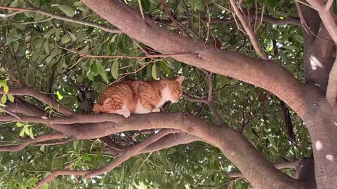 A cat on a tree