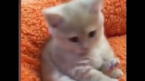 Top cute, heart melting kittens