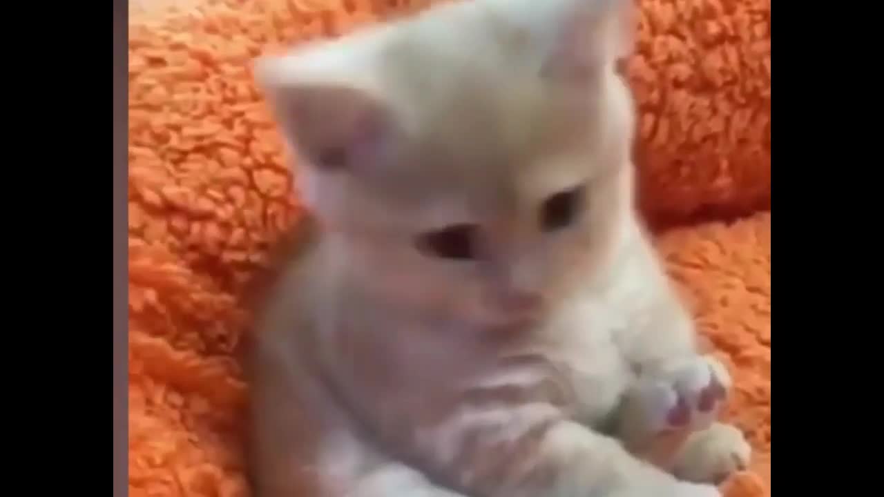 Top cute, heart melting kittens