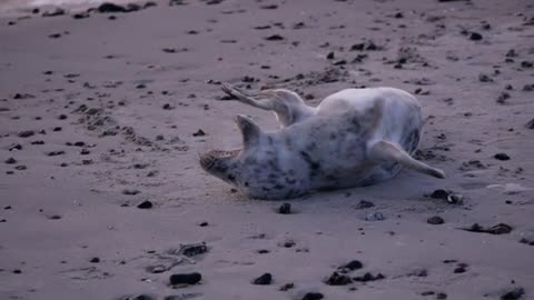 Cute seal