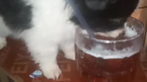 Very cute chihuahua ENJOYS DRINKING BEER