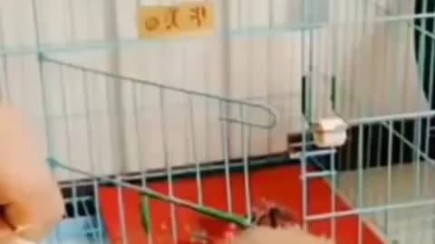 ###@@funny dog videos shorts.mp4###@@