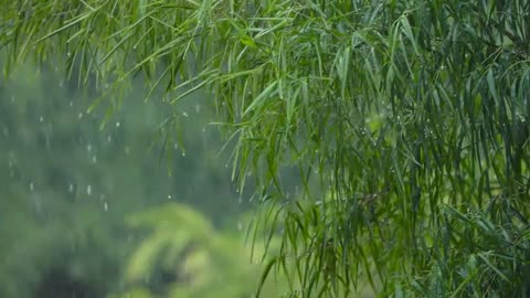 Long Shot of Torrential Rain Fall In a Tropical Forest video