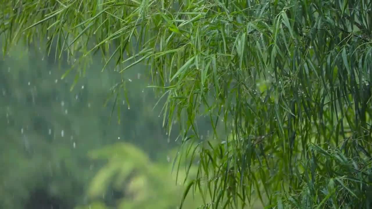 Long Shot of Torrential Rain Fall In a Tropical Forest video