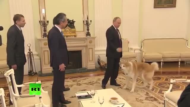 Putin jokes as his Japanese pet barks at Japanese journalists: Yume is no-nonsense dog!