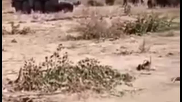 NIGERIAN ARMY ACTIVELY ENGAGING BOKO HARAM INSURGENTS IN SAMBISA