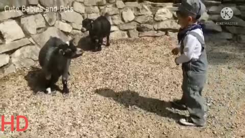 Funny video goat and baby