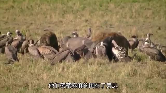 vulture eating meat