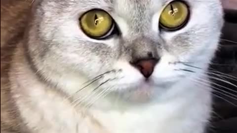 Lovely cat funny video